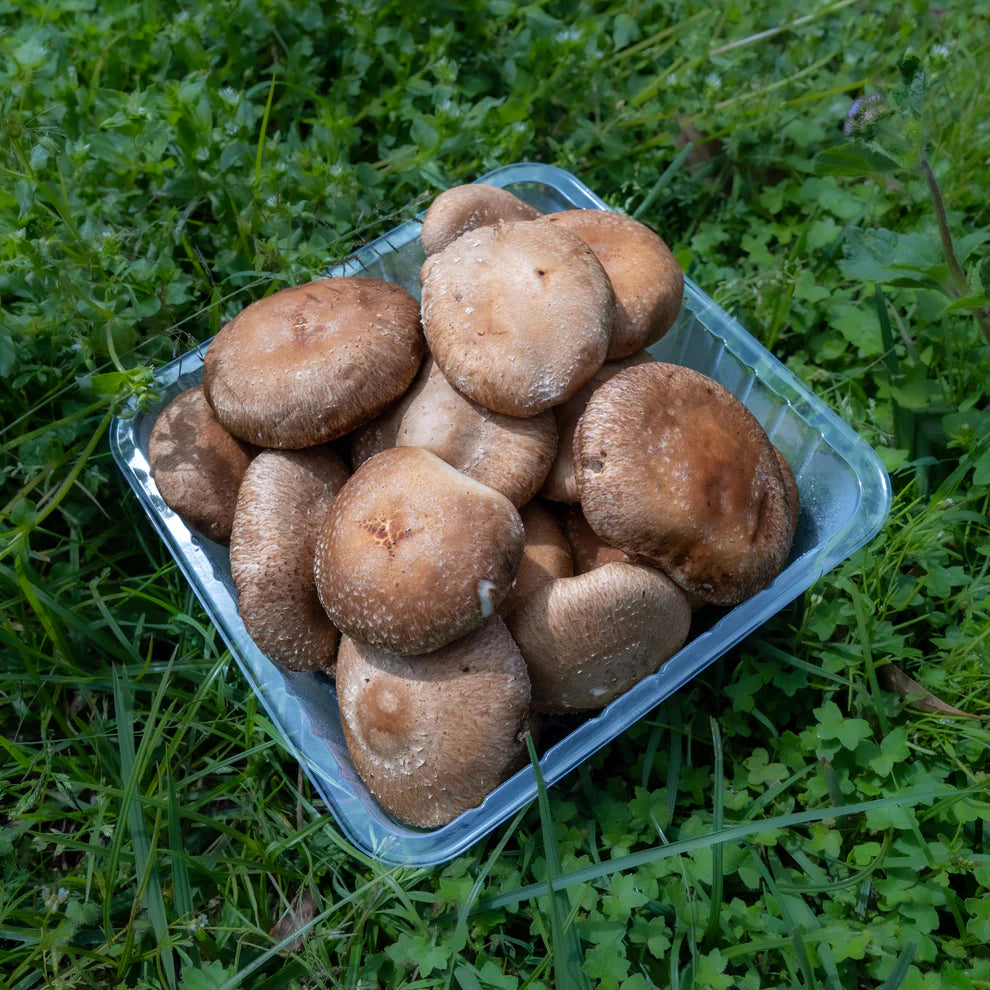 Shiitake Mushroom - 1 kg Chef Pack