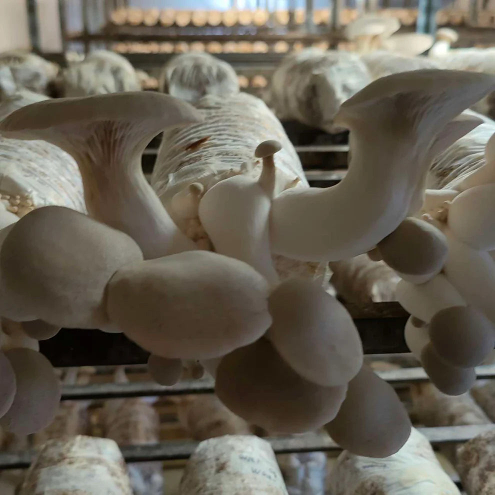 King Oyster Mushroom - 200 grams