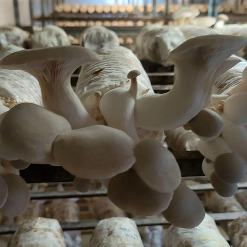 King Oyster Mushroom - 1 kg Chef Pack