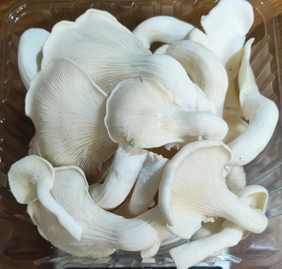 Oyster Mushroom 200 grams