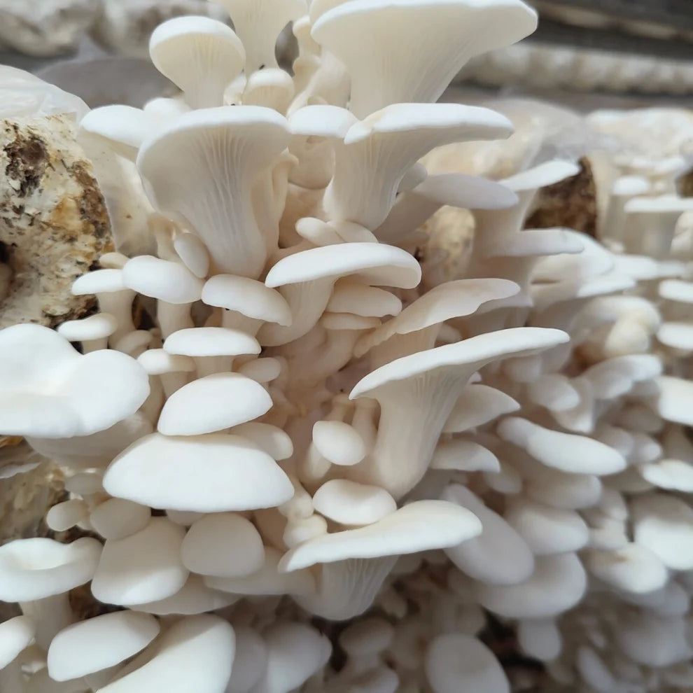 Oyster Mushroom - 1 kg Chef Pack