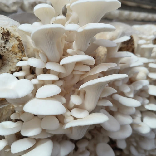 Oyster Mushroom - 1 kg Chef Pack