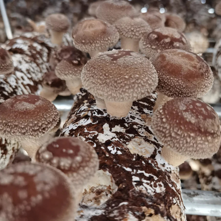 Shiitake Mushroom - 1 kg Chef Pack